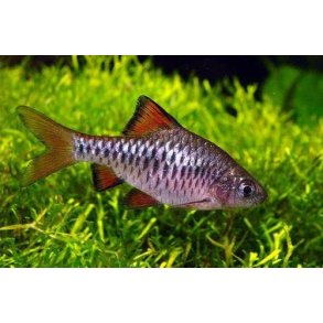 Oliotius oligolepis -  barbe.