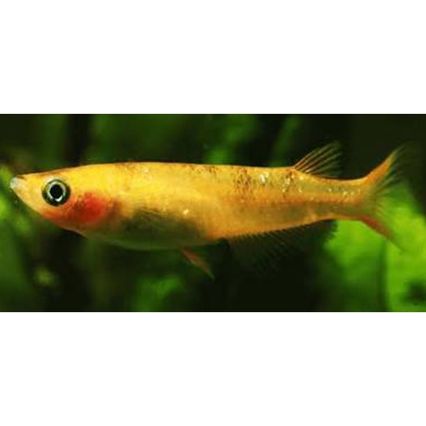 Oryzias latipes Golden Lame Koi risfisk