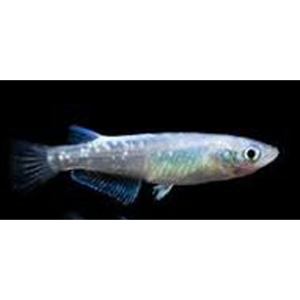Oryzias latipes Platinium risfisk