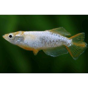 Oryzias latipes Tomoki risfisk