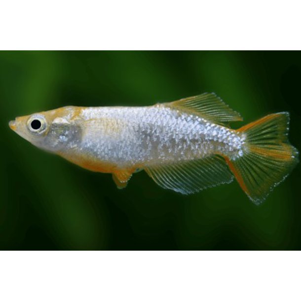Oryzias latipes Tomoki risfisk