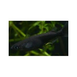 Oryzias latipes sort risfisk