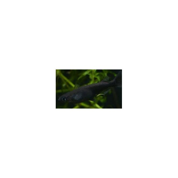 Oryzias latipes sort risfisk