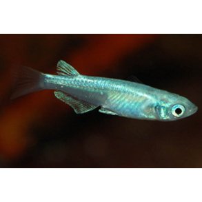 Oryzias latipes Metallic risfisk