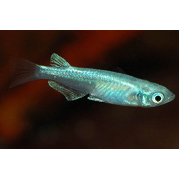 Oryzias latipes Metallic risfisk
