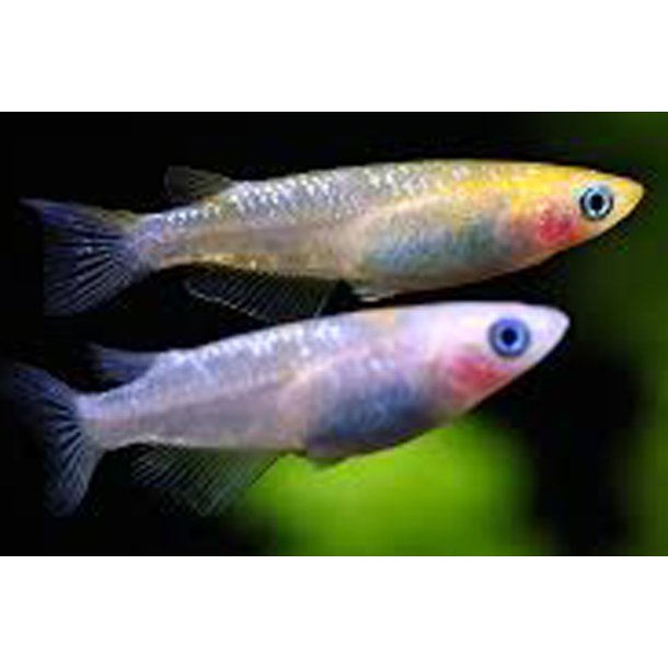 Oryzias latipes Regnbue risfisk
