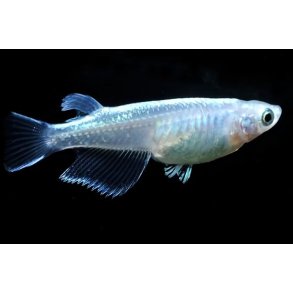 Oryzias latipes s�lv risfisk