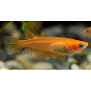Oryzias latipes Orange risfisk