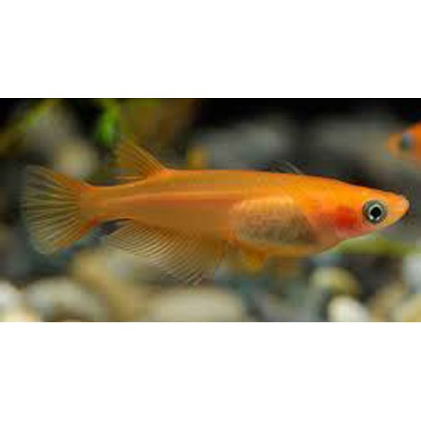 Oryzias latipes Orange risfisk
