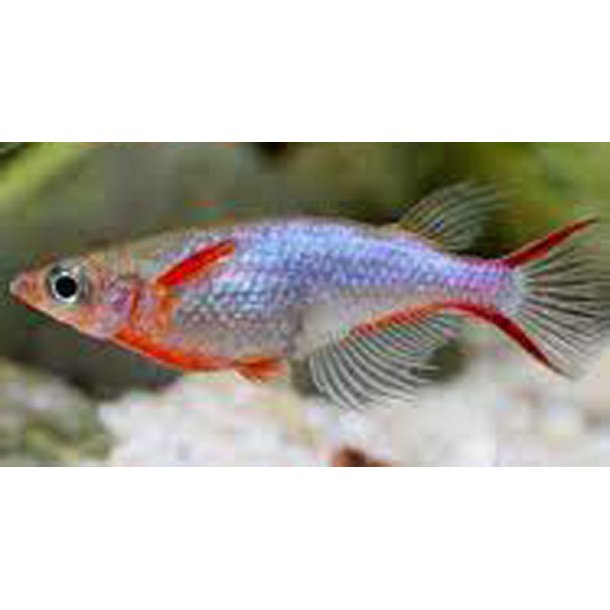 Oryzias woworae Risfisk
