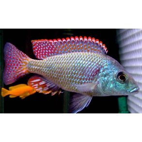 Otopharynx tetrastigma pr. par