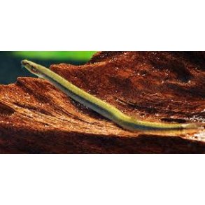 Pangio spec. anguillaris stribet  Kuhli l.