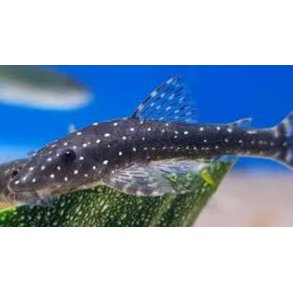 Parotocinclus haroldoi
