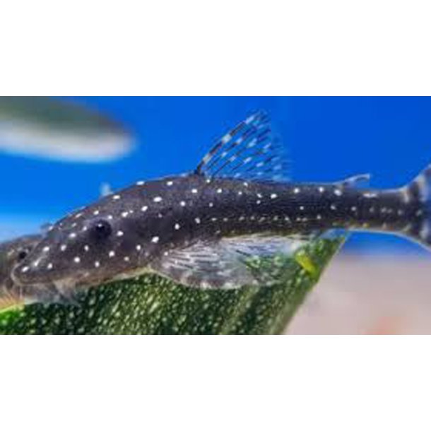 Parotocinclus haroldoi