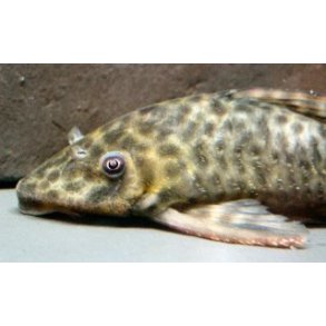 Peckoltichthys bachi L146