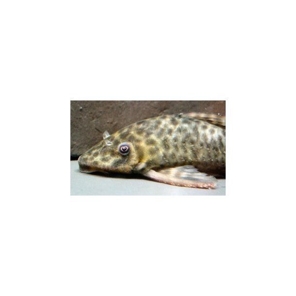 Peckoltichthys bachi L146