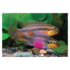 Pelvicachromis subocellatus Matadi Par pris