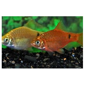 Puntius conchonius Pragt barbe pr. par