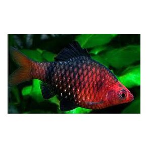 Pethia nigrofasciata