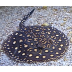 Potamotrygon leopoldi x mantilla Ferskvands rokke