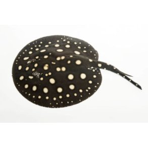 Potamotrygon leopoldi Ferskvands rokke