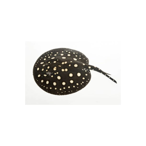 Potamotrygon leopoldi Ferskvands rokke