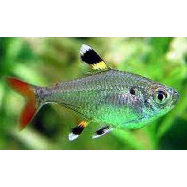 Pristella maxillaris Pristella tetra