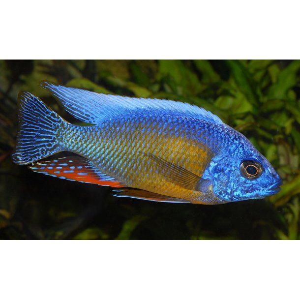 Protomelas sp. "Steveni Taiwan" 10-12 cm Parpris.