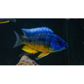 Protomelas sp. spilonotus tanzania  Parpris.