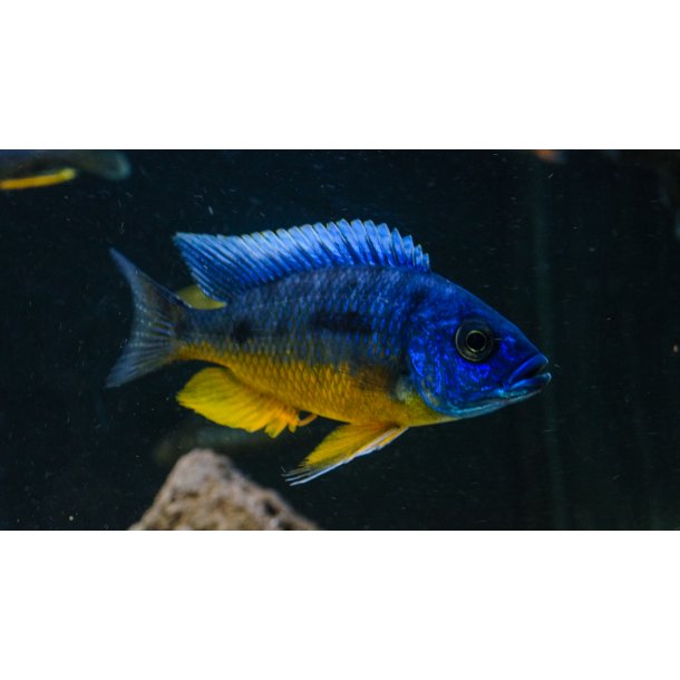 Protomelas sp. spilonotus tanzania  Parpris.