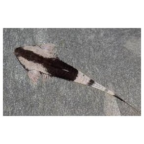 Pseudohemiodon apithanos Kam�leon sandmalle