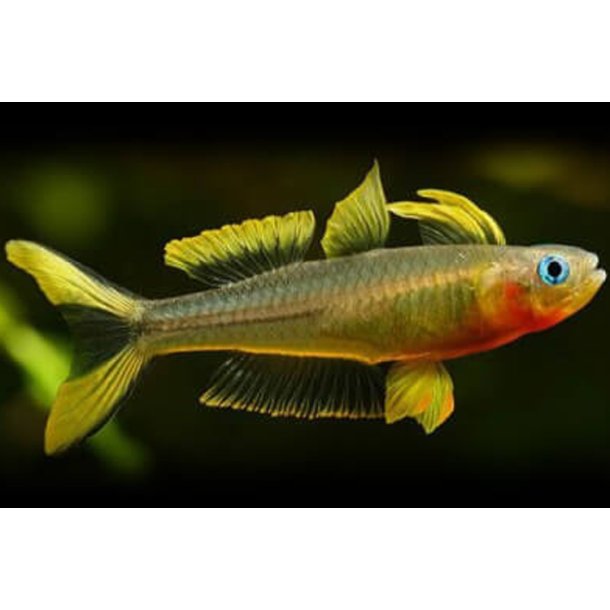 Pseudomugil furcatus Gaffelhale regnbuefisk