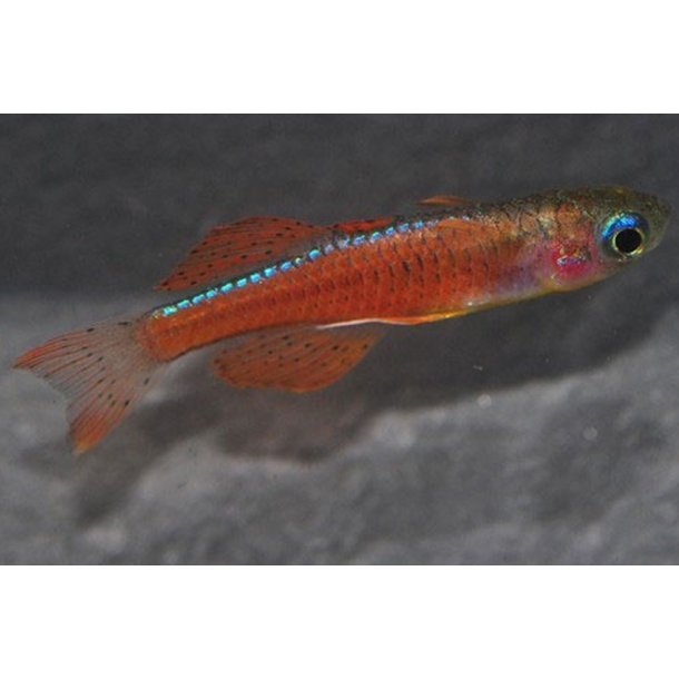 Pseudomugil luminatus.