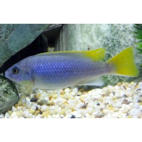 Pseudotropheus acei chinteche Mary gold