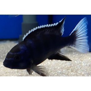 Pseudotropheus acei Ngara