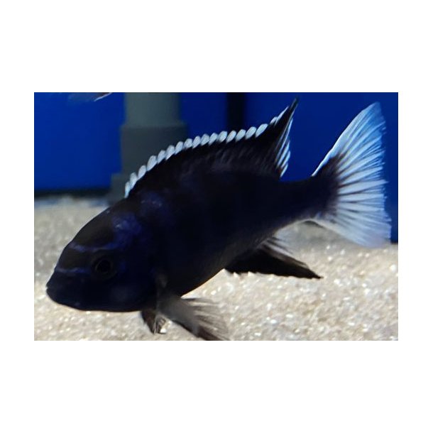 Pseudotropheus acei Ngara