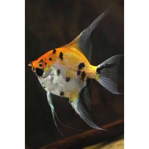 Pterophyllum scalare Red Devil