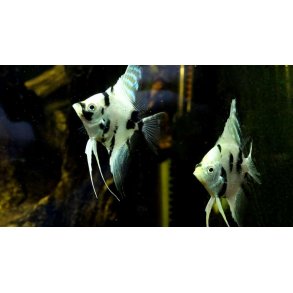 Pterophyllum scalare Dalmatin marble