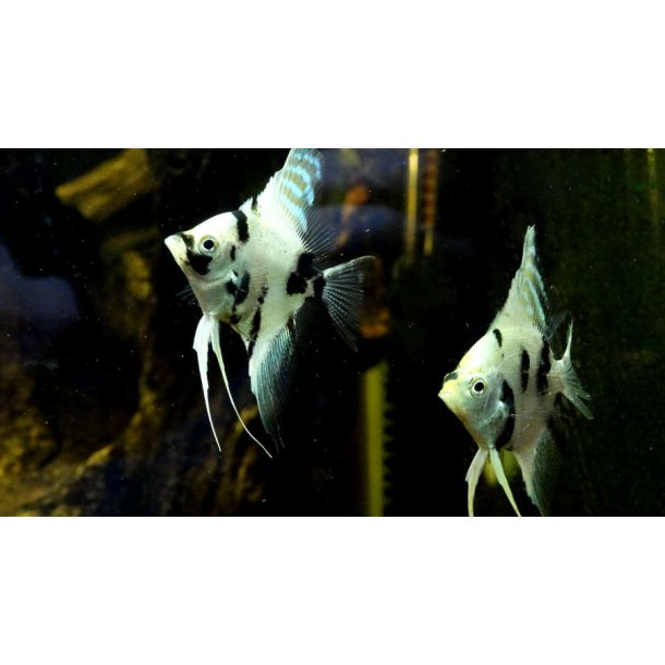 Pterophyllum scalare Dalmatin marble