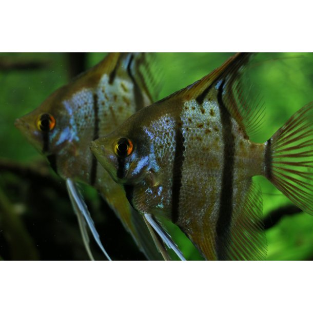 Pterophyllum scalare Rio Nanay. XL