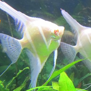 Pterophyllum scalare Albino