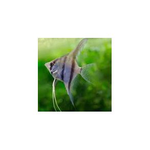 Pterophyllum scalare. Dansk opdrt