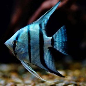 Pterophyllum scalare Bl�