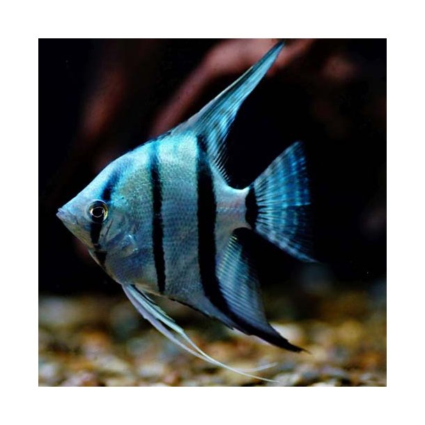 Pterophyllum scalare Bl�