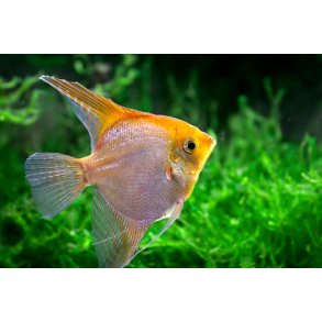 Pterophyllum scalare Guld