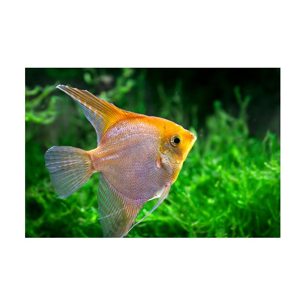 Pterophyllum scalare Guld