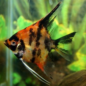 Pterophyllum scalare R�d Koi