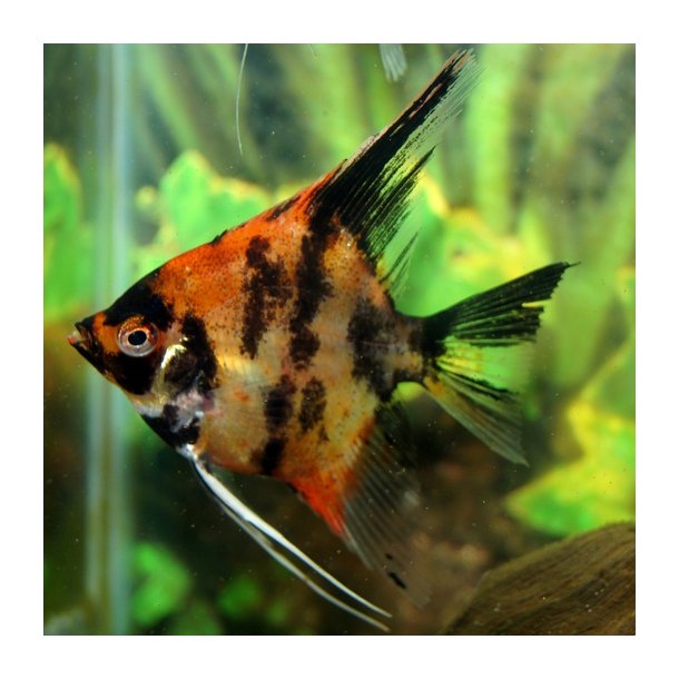 Pterophyllum scalare R�d Koi