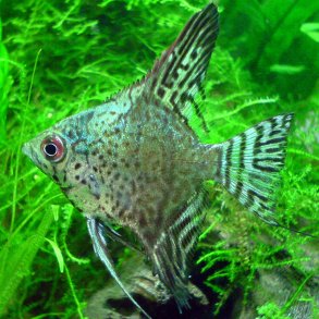 Pterophyllum scalare Leopard.