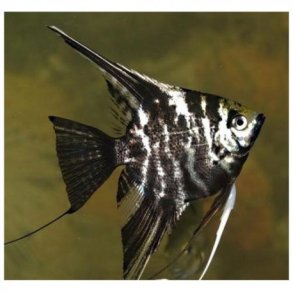 Pterophyllum scalare. Marmor.